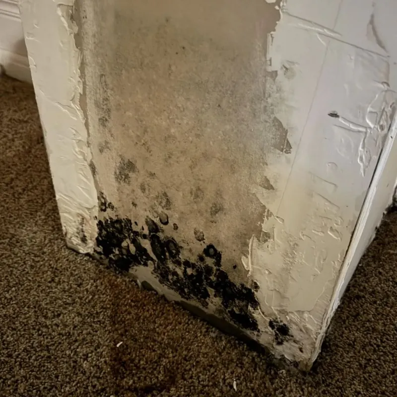 Professional Mold Removal in Houma, LA